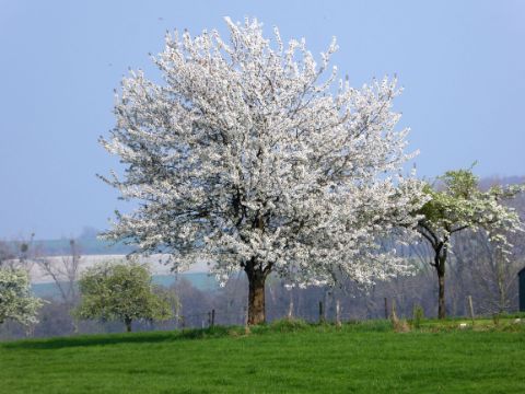 Bloesem, Limburg, voorjaar