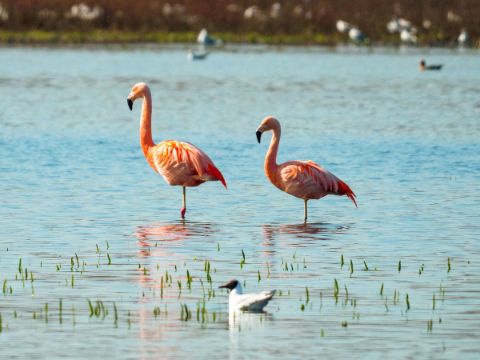 zwillbrocker-venn-flamingo-muensterland
