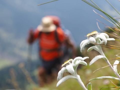 albanie-edelweiss-albanese-alpen