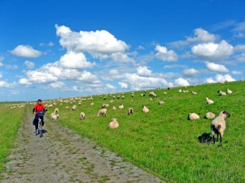 Fietsen-weilanden-schapen-Ostfriesland-Duitsland