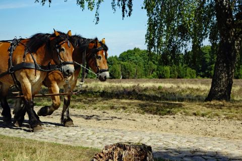 Lunenburger heide paarden, Duitsland