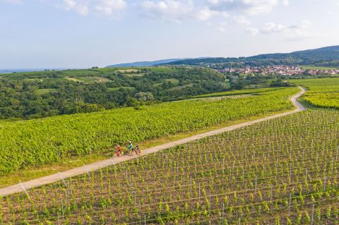 eb-fietsen-rijn-wijnroute-weinstrasse-uitzicht-wijnvelden