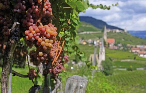 Merano, Italie, Zuid Tirol, wijnranken, wijn, druif