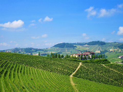 eb-piemonte-genieters-wijnvelden