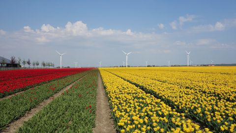 Bollenvelden, Tulpen, Nederland
