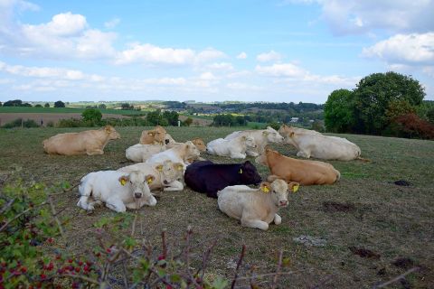 Limburg-landschap-koeien