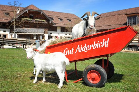 Salzburgerland, Gut Aiderbichl, Oostenrijk