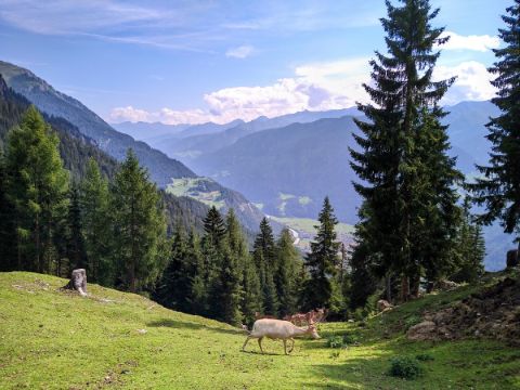 Wildreservaat Kobl, Pfunds, Oostenrijk, Tirol