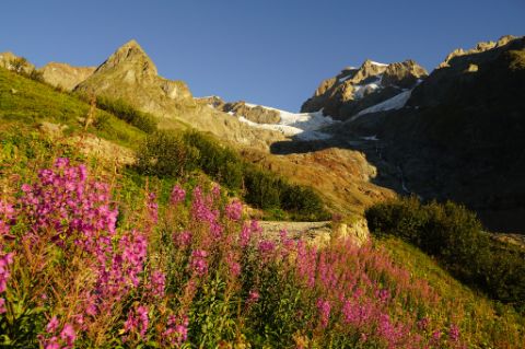 et-mont-blanc-oost-alpen-bloemen-frankrijk-zwitserland-italie