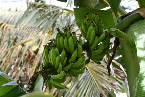 bananen-plant-kaapverdische-eilanden