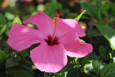 hibiscus-kaapverdische-eilanden