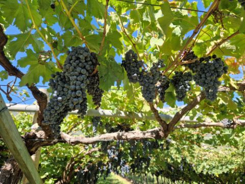 Vines in Veneto