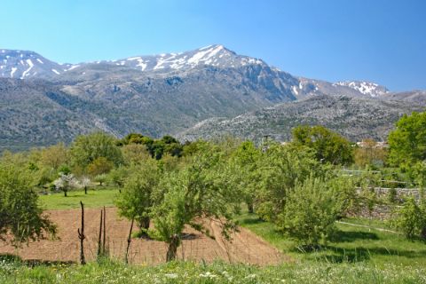 Olivenhaine und Berge