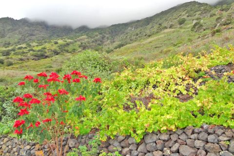 Beeindruckende Flora und Fauna auf der Wanderreise El Hierro