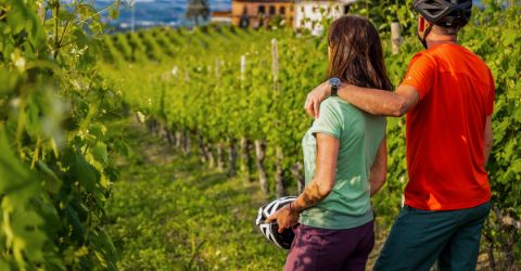 Piemont Weinrebe mit zwei Radler 
