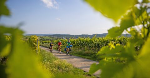 Radfahren entlang der Deutschen Weinstrasse in der Pfalz