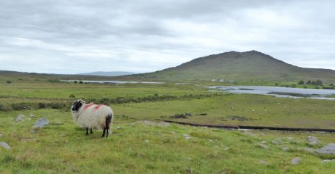 Schafe beim Wandern auf Irland
