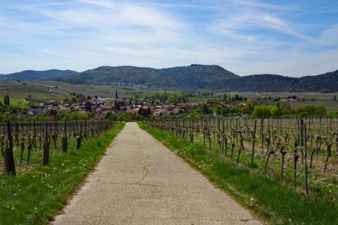 Radweg durch die Weinreben in der Pfalz