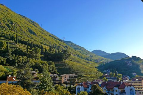 Wine yards around Bolzano