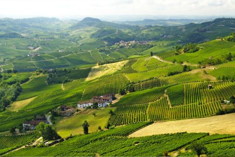 Vineyards in the Lange Monferrato Roero region