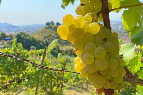 Weingärten in der Toskana