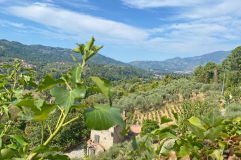 Vineyards near Lucca