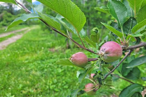 Südtiroler Apfelplantagen