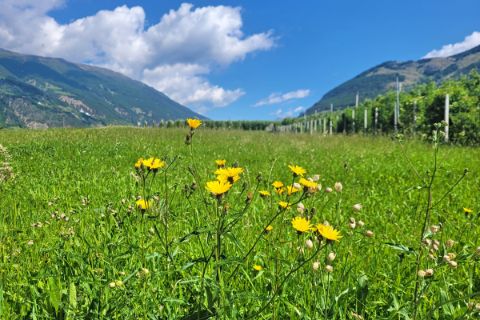 Flower meadow in South Tyrol