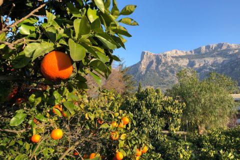 Orange trees in front of the Tramuntana mountains