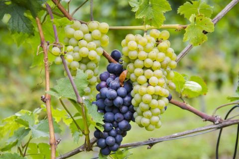 Weinanbau in der Pfalz