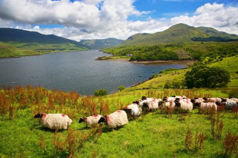 Eine Schafherde auf der grünen Insel Irland