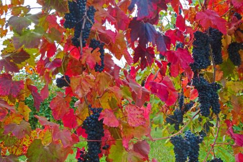 Weintrauben und rote Weinblätter