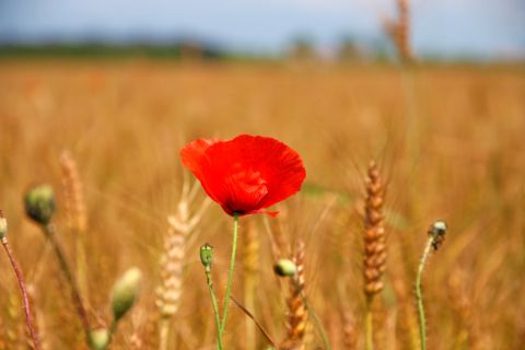 Poppy flower infront of a weat field