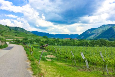 Weinlandschaft Wachau