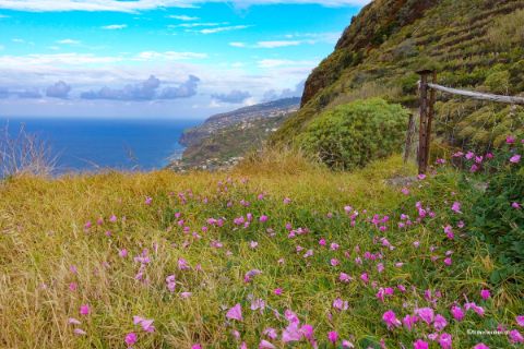 Blumenwiese auf Madeira
