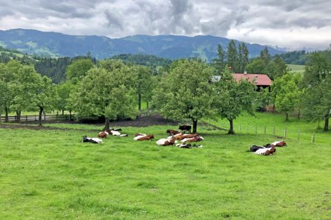 Cows 