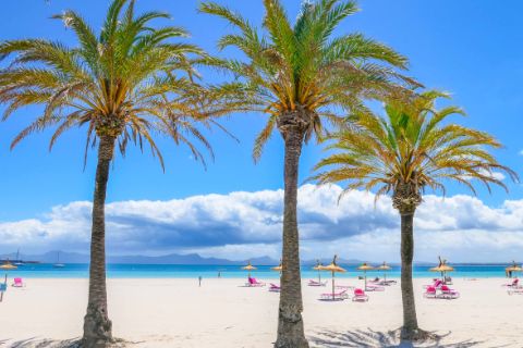 Strand mit Palmen am Playa de Alcudia Mallorca