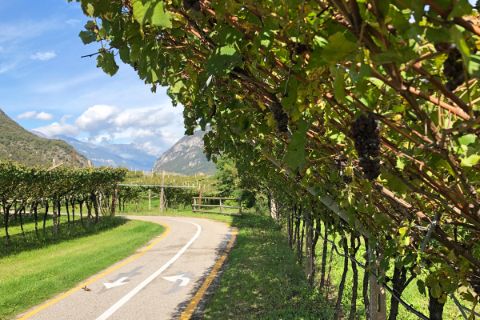 Radweg durch die Weingärten Südtirols