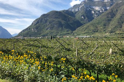 Impressionen von den Südtiroler Weingärten