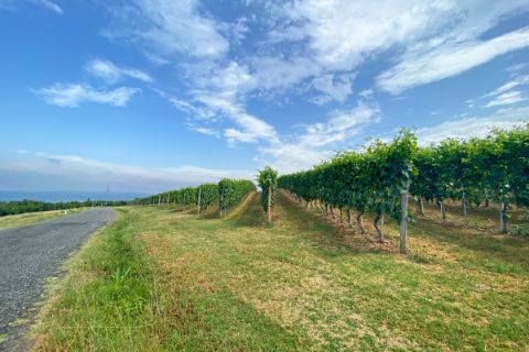 Weinfelder im Piemont