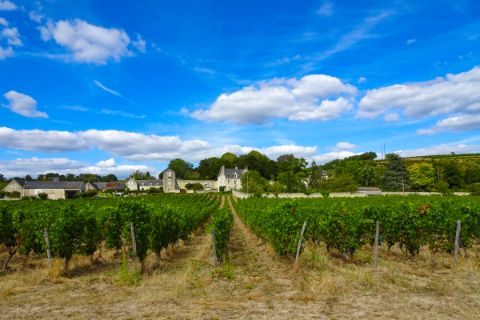 Weingärten in Chenonceaux entlang des Loire-Radweges