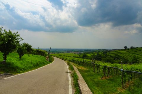 Radweg nach Vicenza entlang der Weinreben