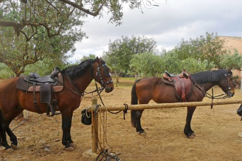 Zwei gesattelte Pferde