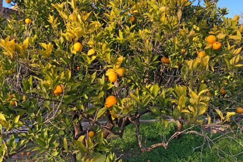 Orangenbaum auf Mallorca