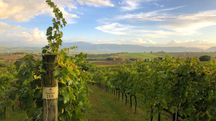 The vineyards in Umbria