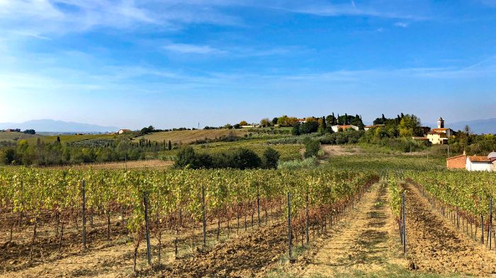 Blick über einen Weingarten in der Toskana (Montecatini)