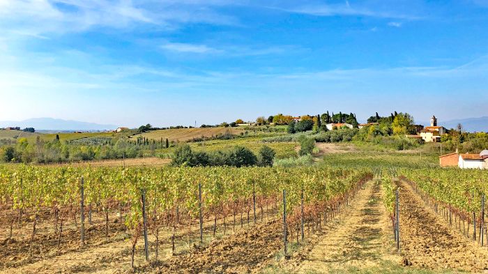 Blick auf einen Weingarten in der Toskana