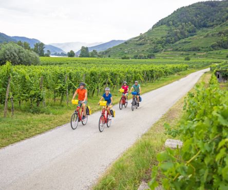 Cycling group rides through the vineyards