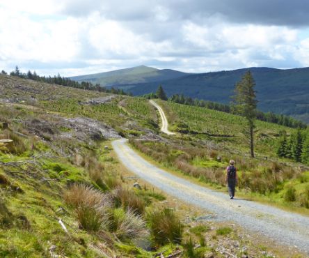 Walking in the Wicklow Mountains 