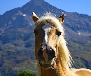 Pferd vom Urlaubsreithof in Tirol